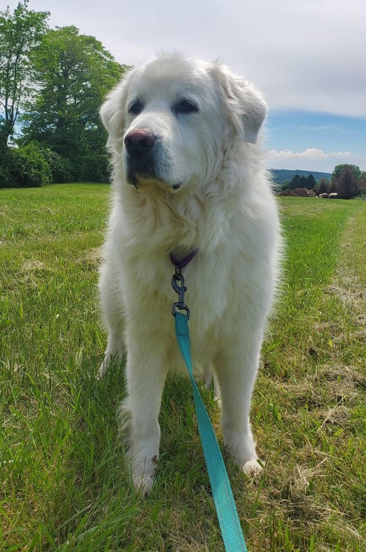 Enlarge Murphy, a Adoptable Great Pyrenees in Boiling Springs, PA image 4/6