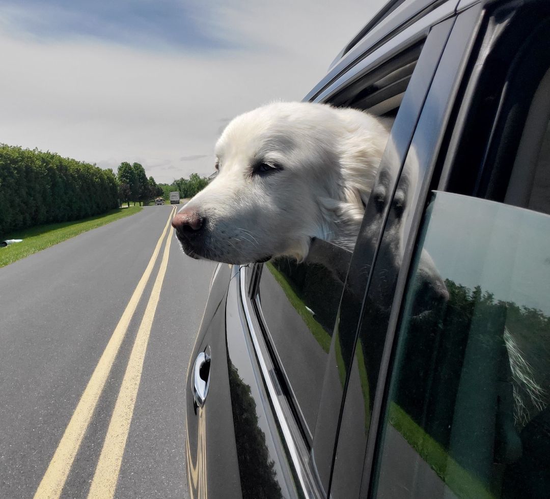 Enlarge Murphy, a Adoptable Great Pyrenees in Boiling Springs, PA image 5/6