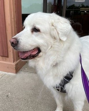 Enlarge Murphy, a Adoptable Great Pyrenees in Boiling Springs, PA image 6/6