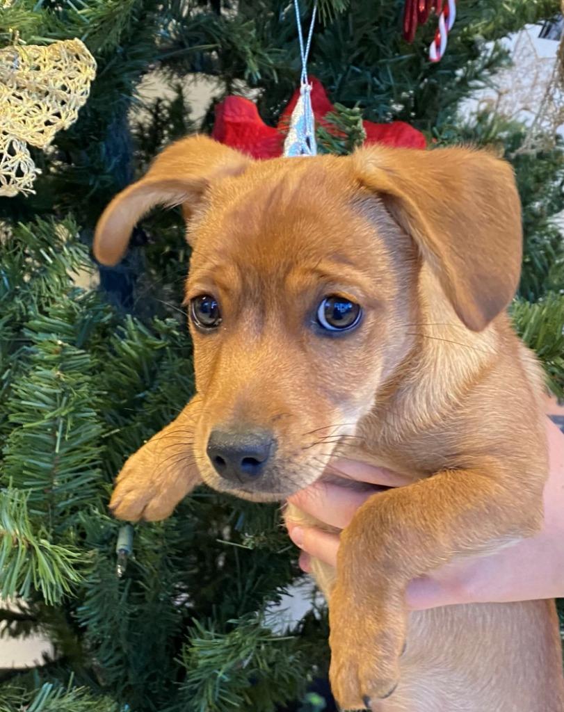 Tiny, Adoptable, Puppy Male Chihuahua & Mixed Breed.