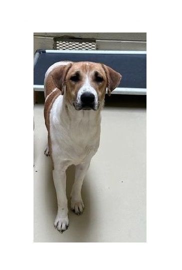 Ginger, Young Female Hound