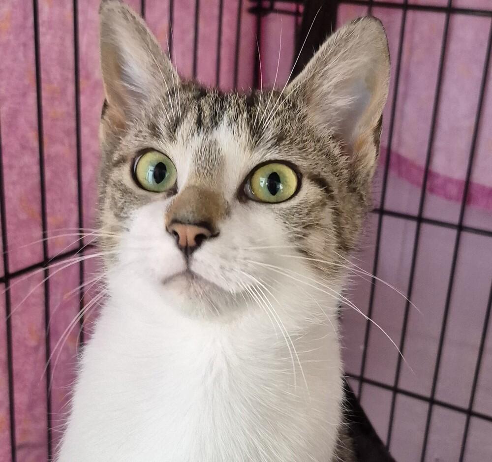 Enlarge MaeBea, a Adoptable mixed breed in Wild Rose, WI image 1/3