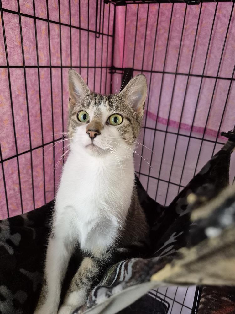 Enlarge MaeBea, a Adoptable mixed breed in Wild Rose, WI image 2/3