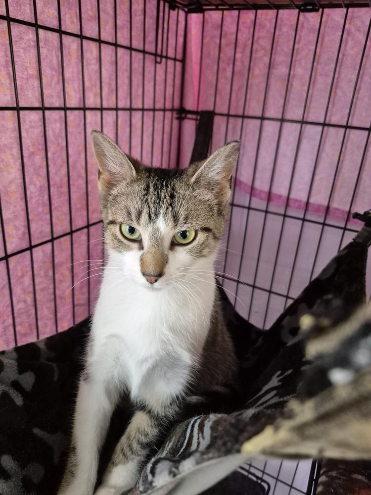 Enlarge MaeBea, a Adoptable mixed breed in Wild Rose, WI image 3/3