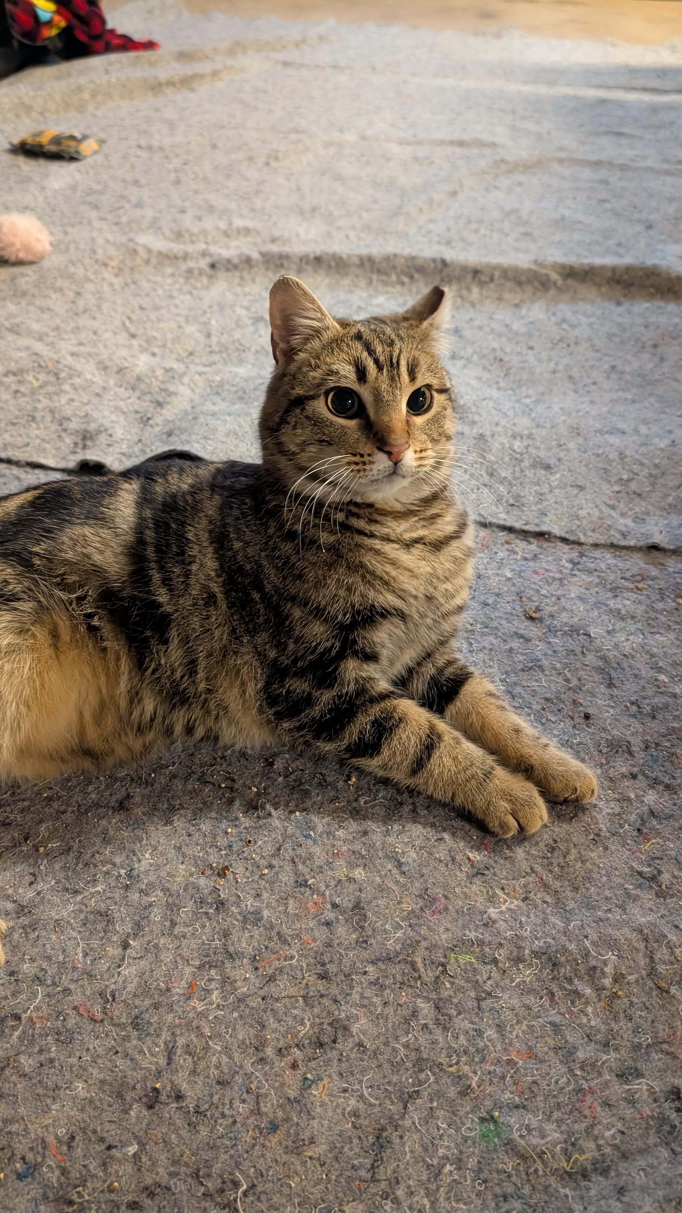 Enlarge Spencer, an adopted Domestic Short Hair in Morgantown, WV image 2/5