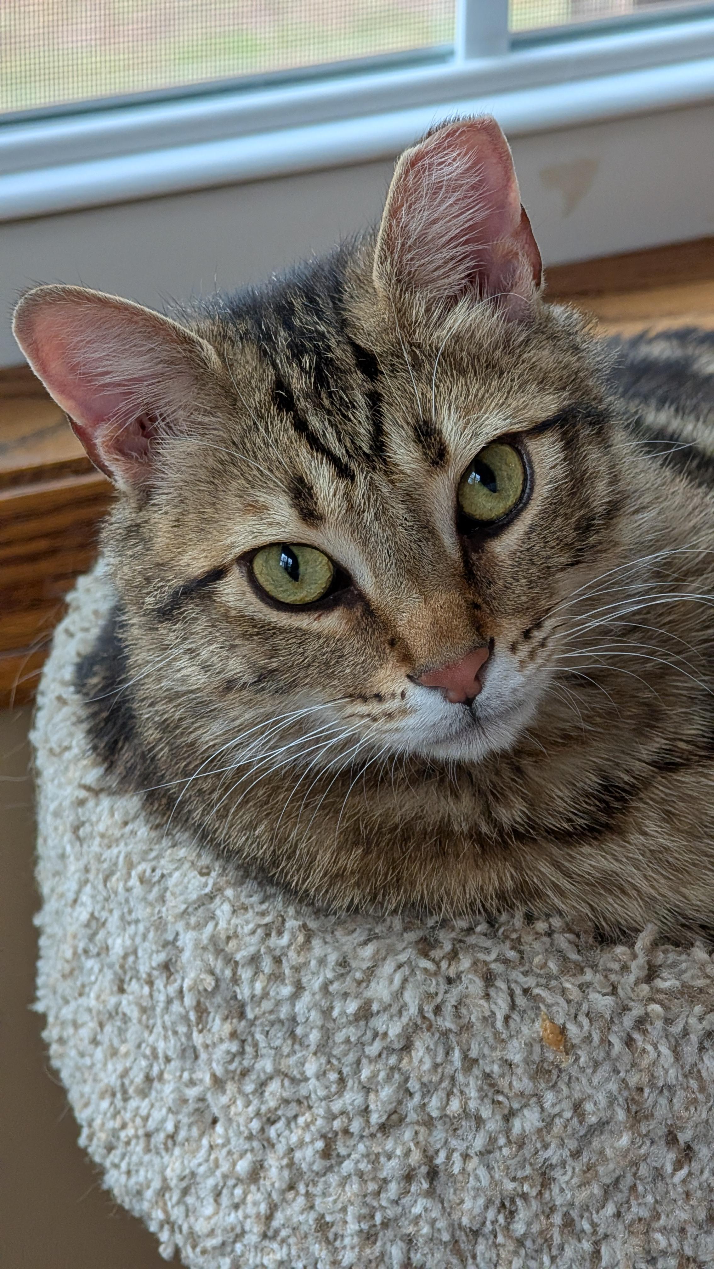 Enlarge Spencer, an adopted Domestic Short Hair in Morgantown, WV image 5/5