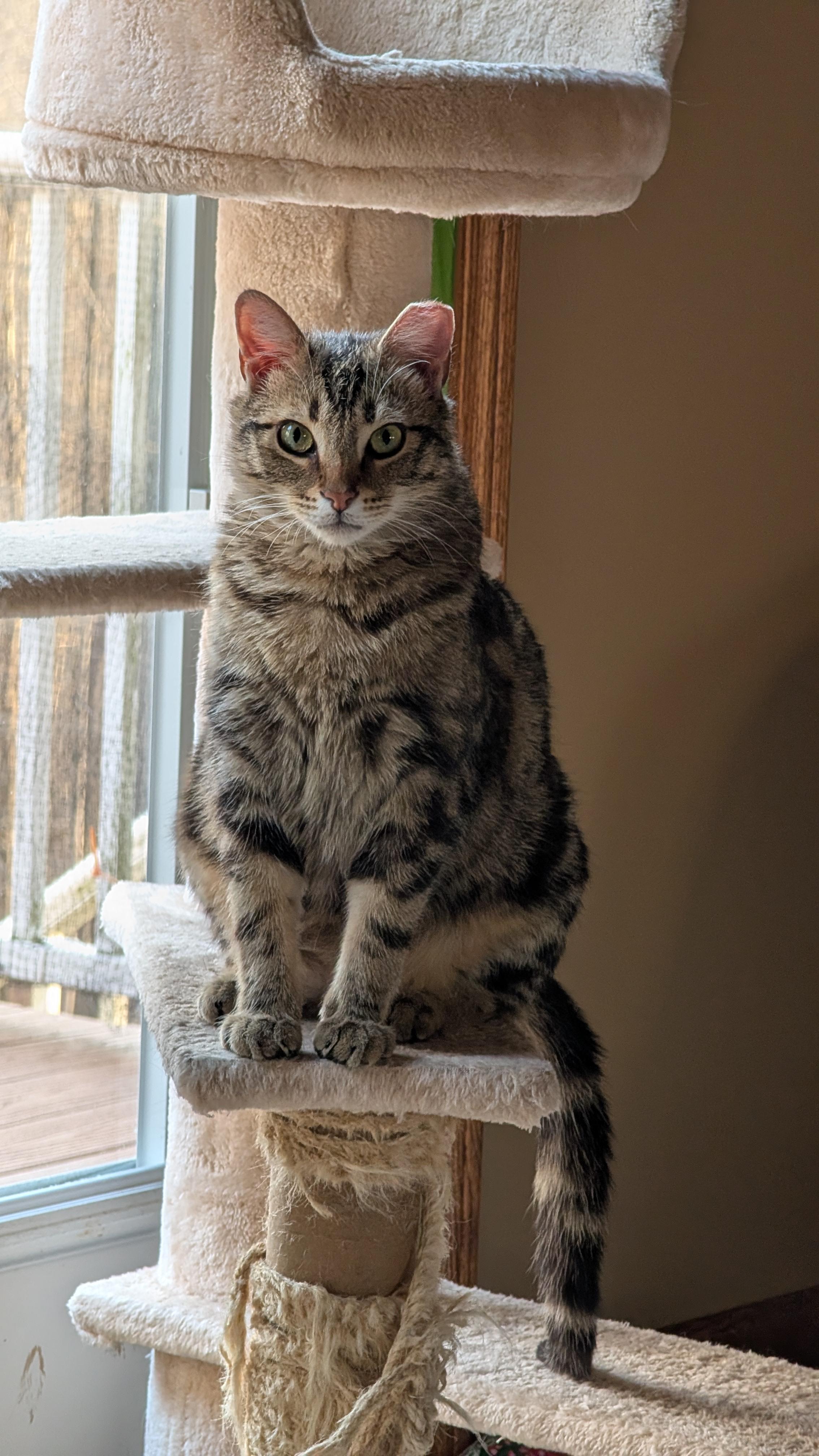 Enlarge Spencer, an adopted Domestic Short Hair in Morgantown, WV image 3/5