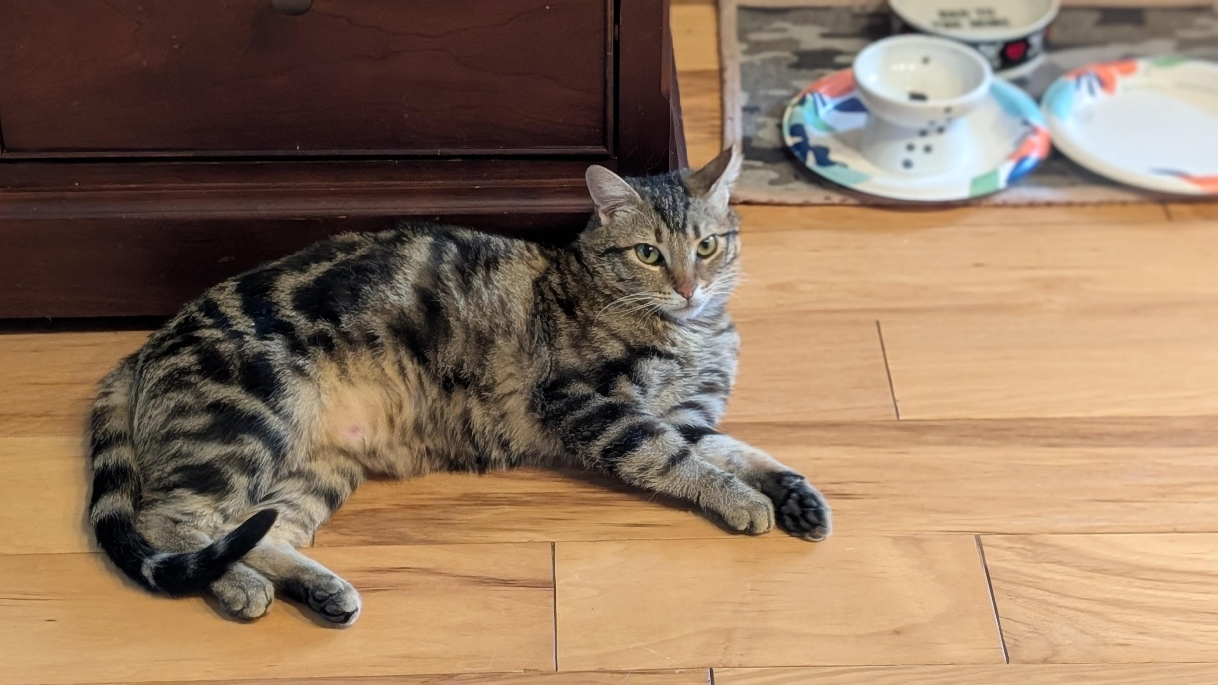Enlarge Spencer, an adopted Domestic Short Hair in Morgantown, WV image 4/5