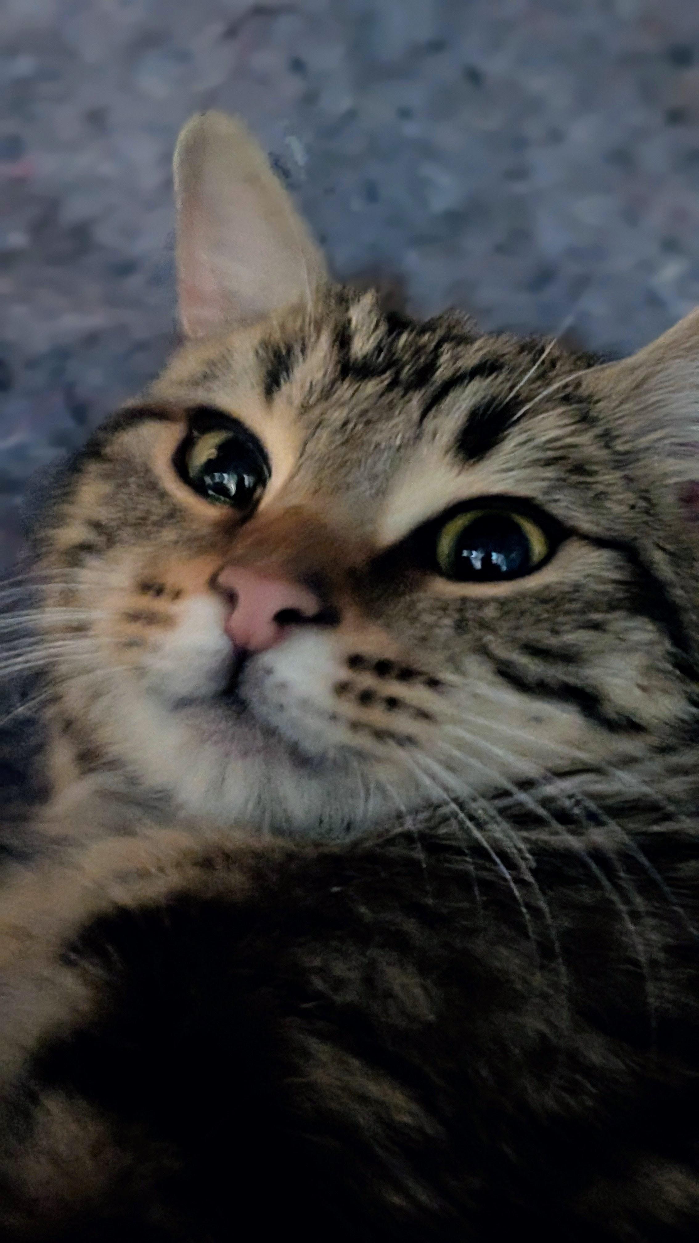 Enlarge Spencer, an adopted Domestic Short Hair in Morgantown, WV image 1/5
