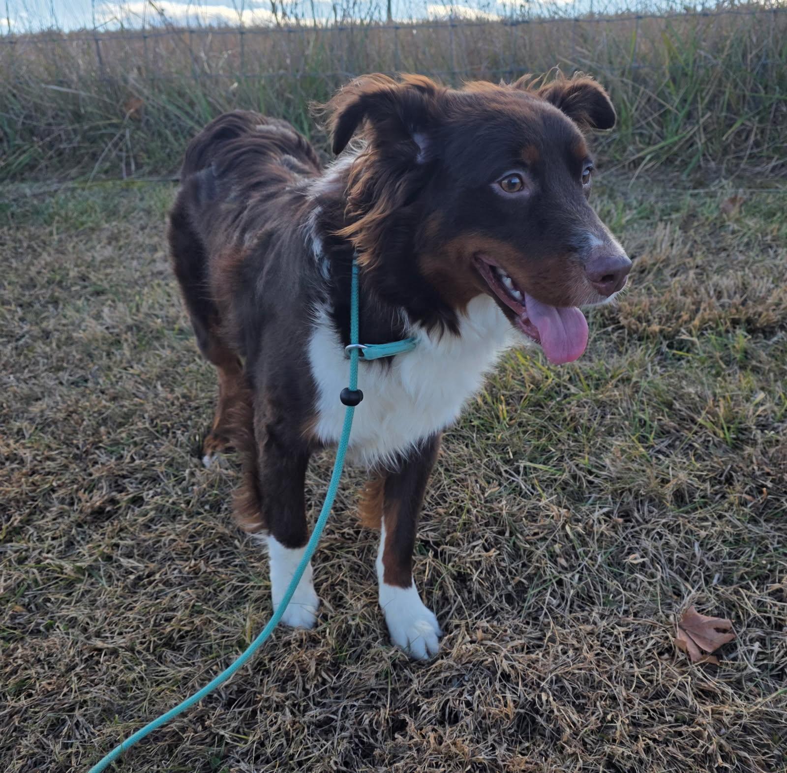 Enlarge Dennis, a ADOPTABLE Australian Shepherd in Culpeper, VA image 1/1
