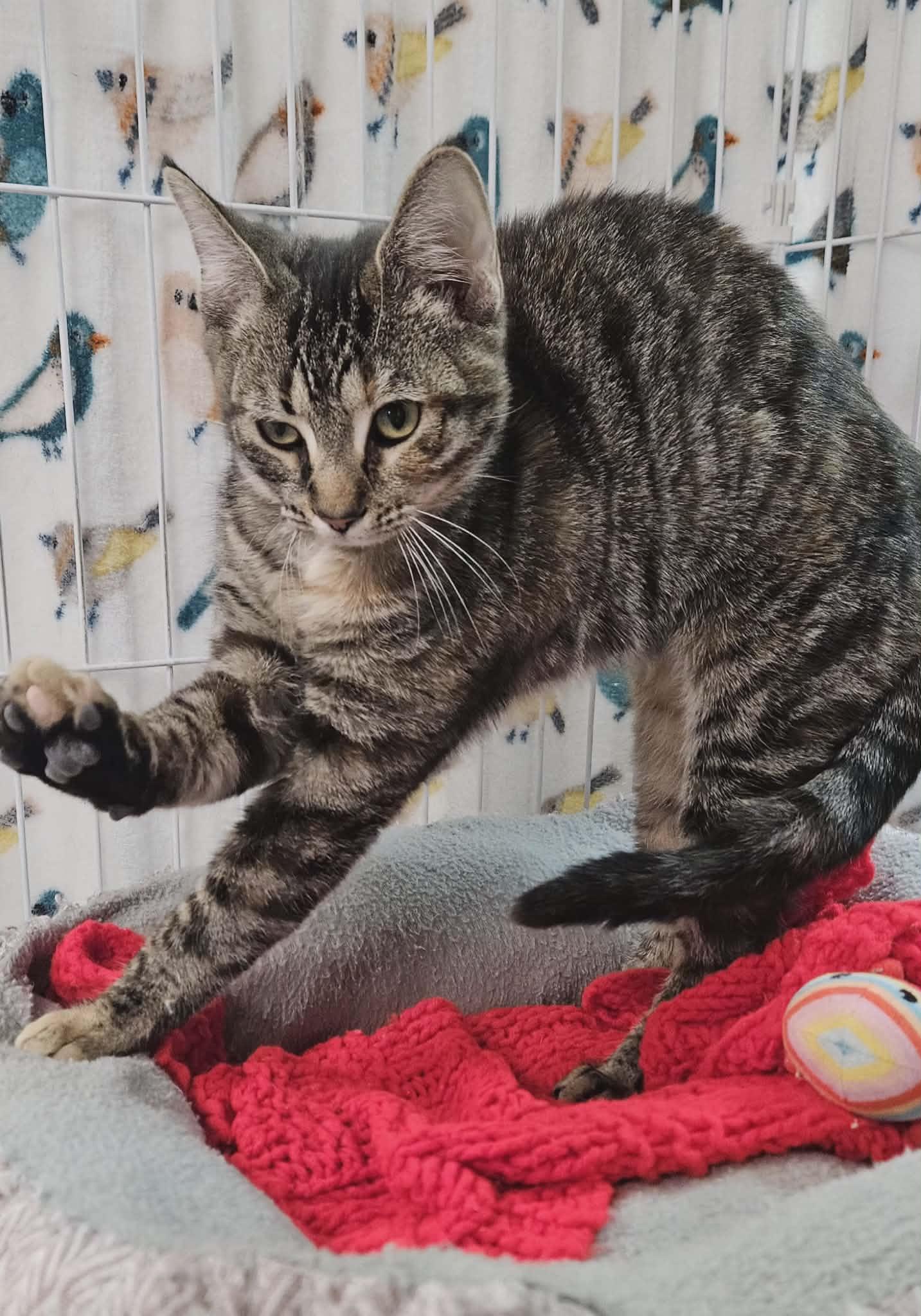 Maple , an adopted Domestic Short Hair in Wapakoneta, OH image 6/6