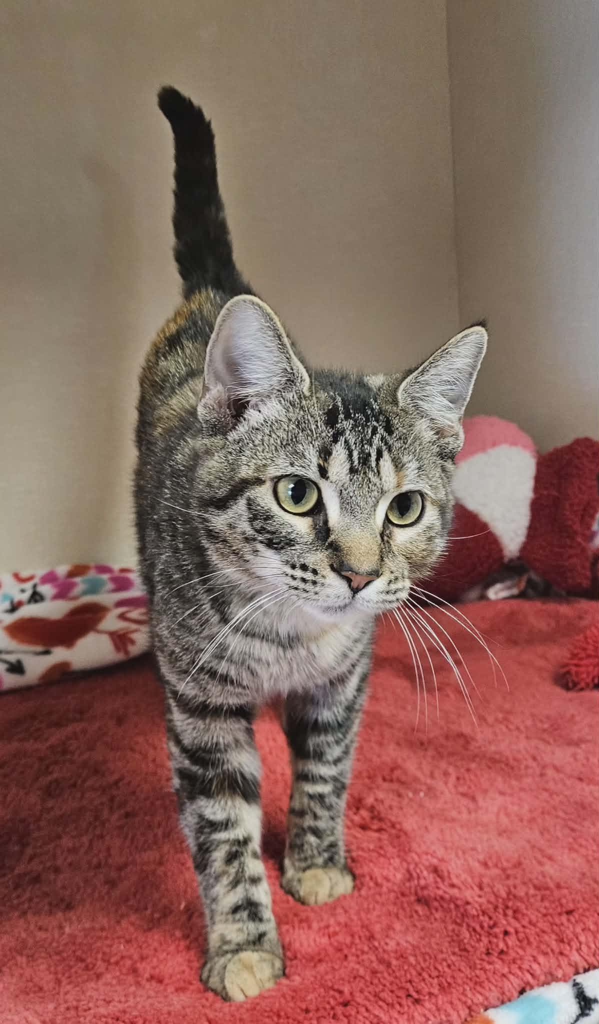 Maple , an adopted Domestic Short Hair in Wapakoneta, OH image 4/6