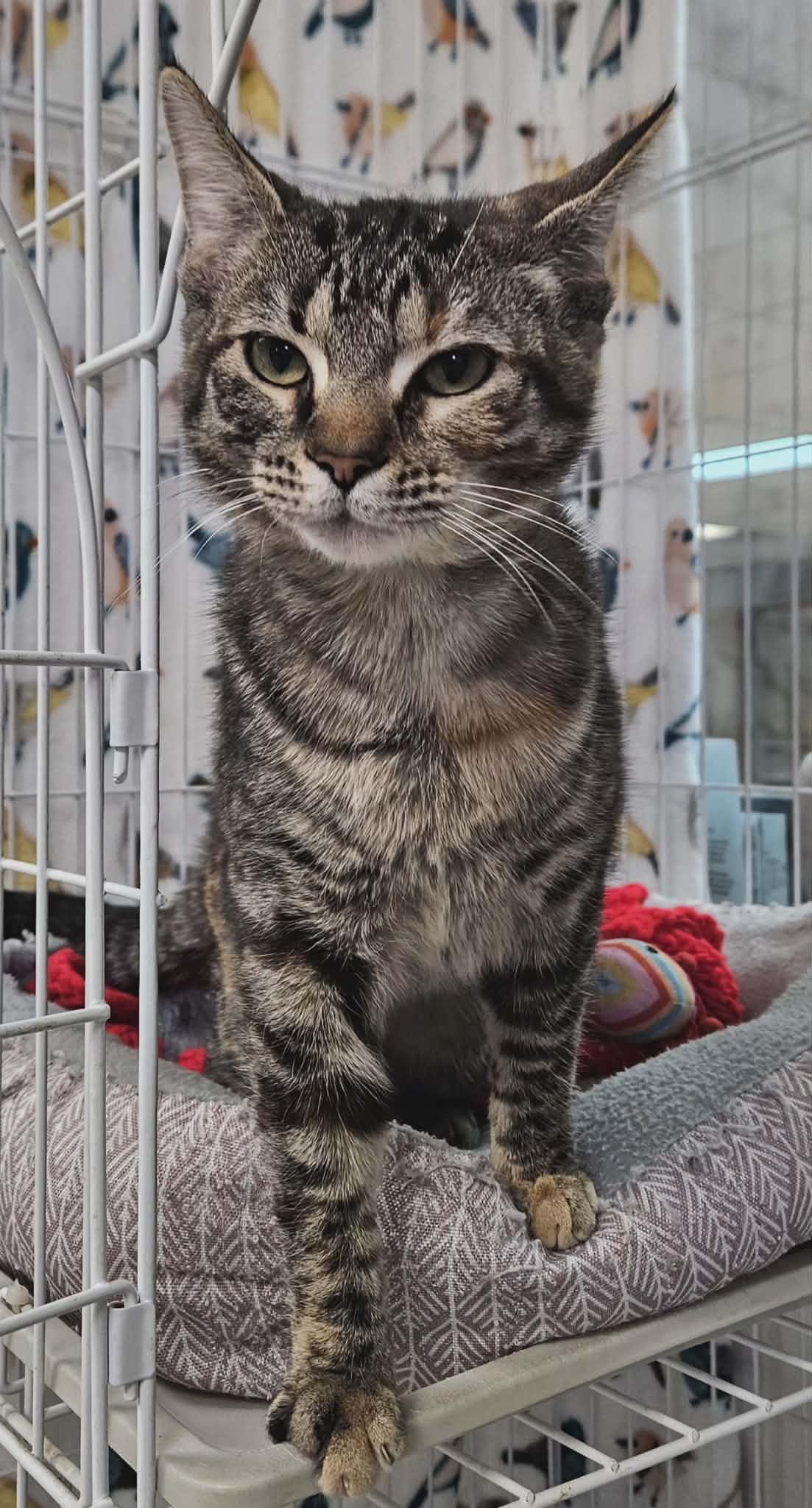 Maple , an adopted Domestic Short Hair in Wapakoneta, OH image 5/6