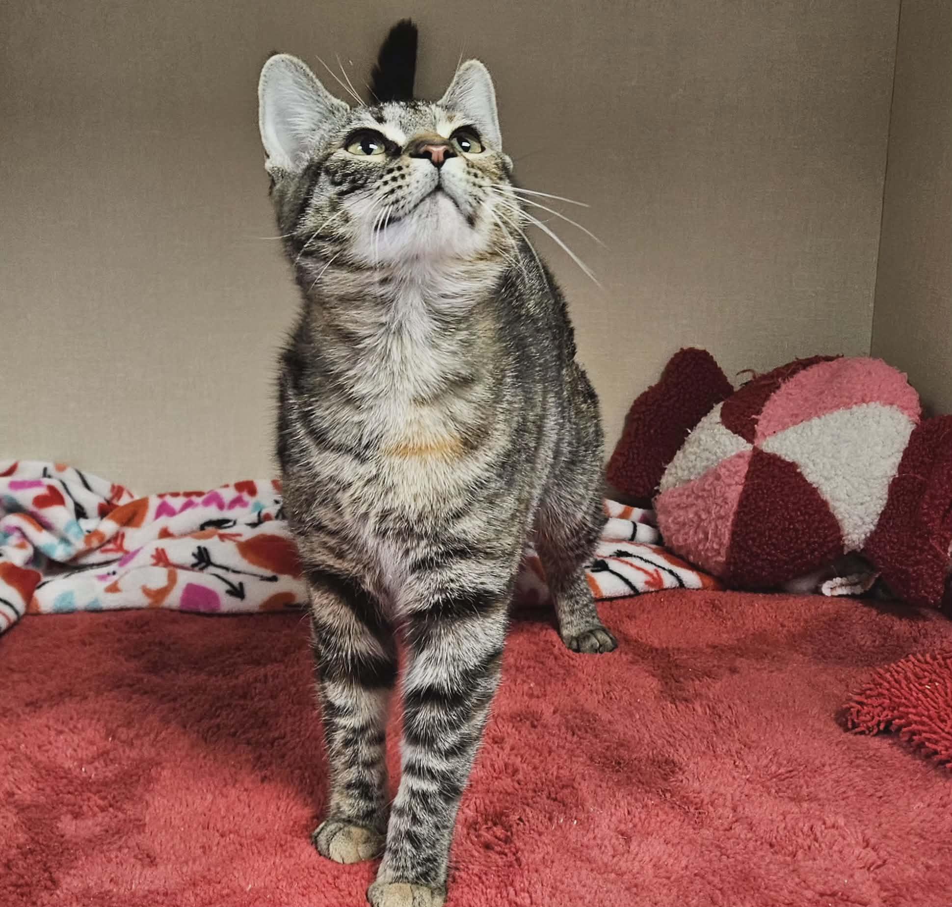 Maple , an adopted Domestic Short Hair in Wapakoneta, OH image 3/6