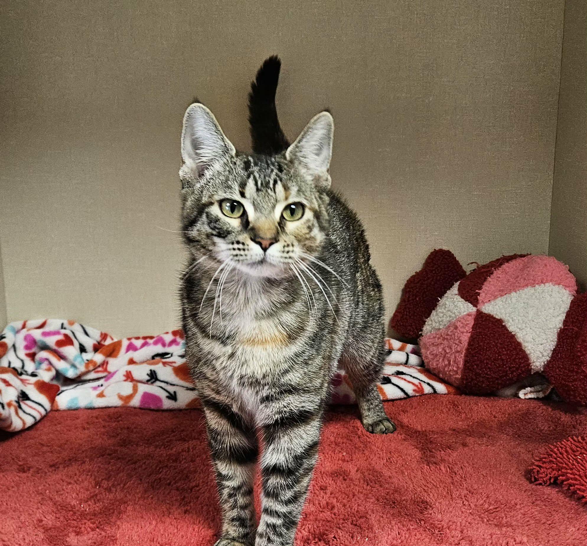Maple , an adopted Domestic Short Hair in Wapakoneta, OH image 2/6