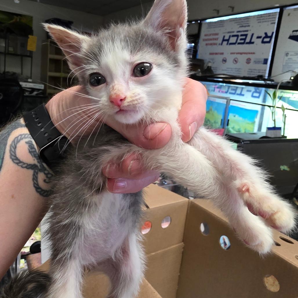 Boxer, Adoptable, Kitten Female Domestic Short Hair.