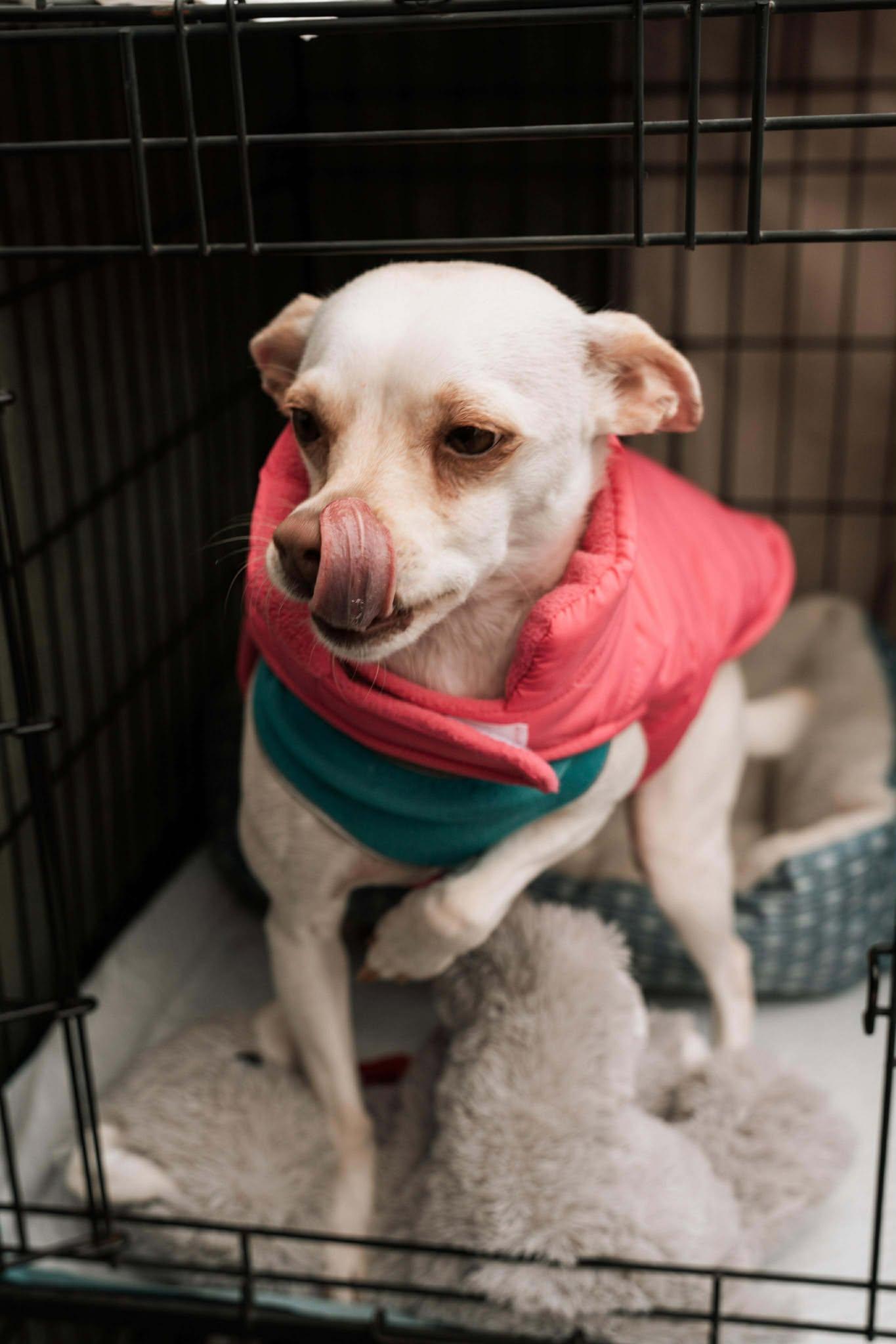 June, a Adoptable Chihuahua in Visalia, CA image 1/3