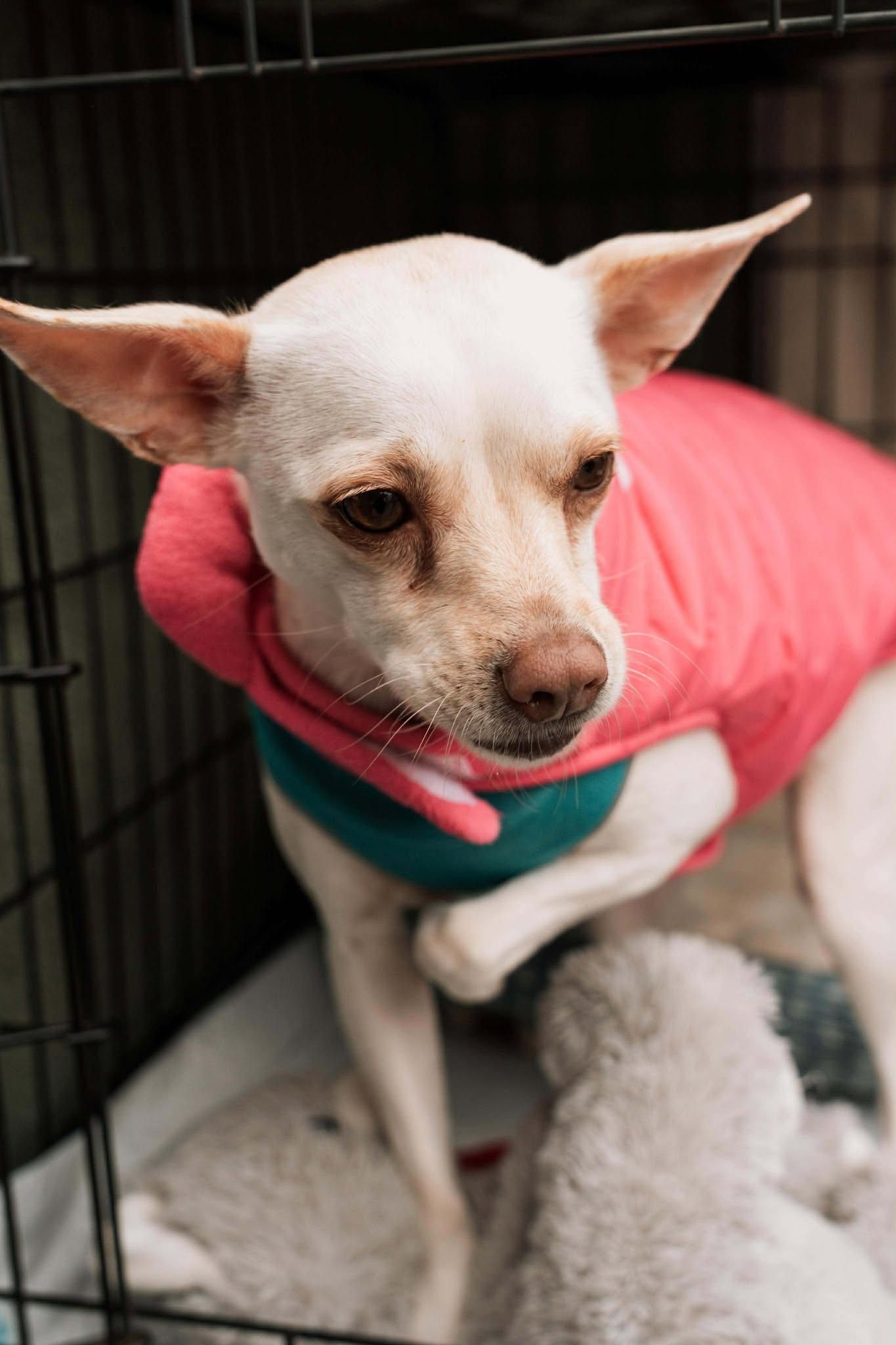 June, a Adoptable Chihuahua in Visalia, CA image 2/3