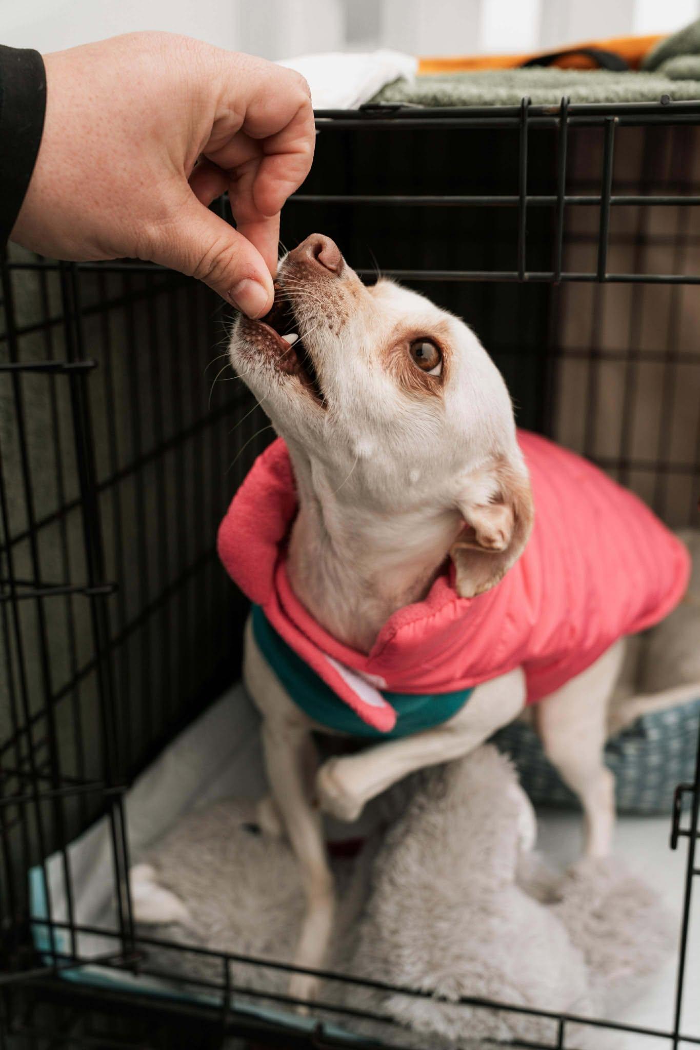 June, a Adoptable Chihuahua in Visalia, CA image 3/3