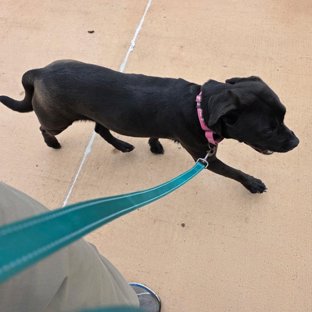 Enlarge Mocha, a Adoptable Mixed Breed in Abilene, TX image 1/6