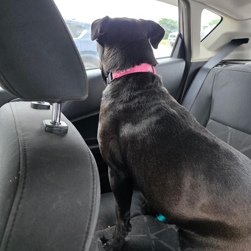 Enlarge Mocha, a Adoptable Mixed Breed in Abilene, TX image 2/6