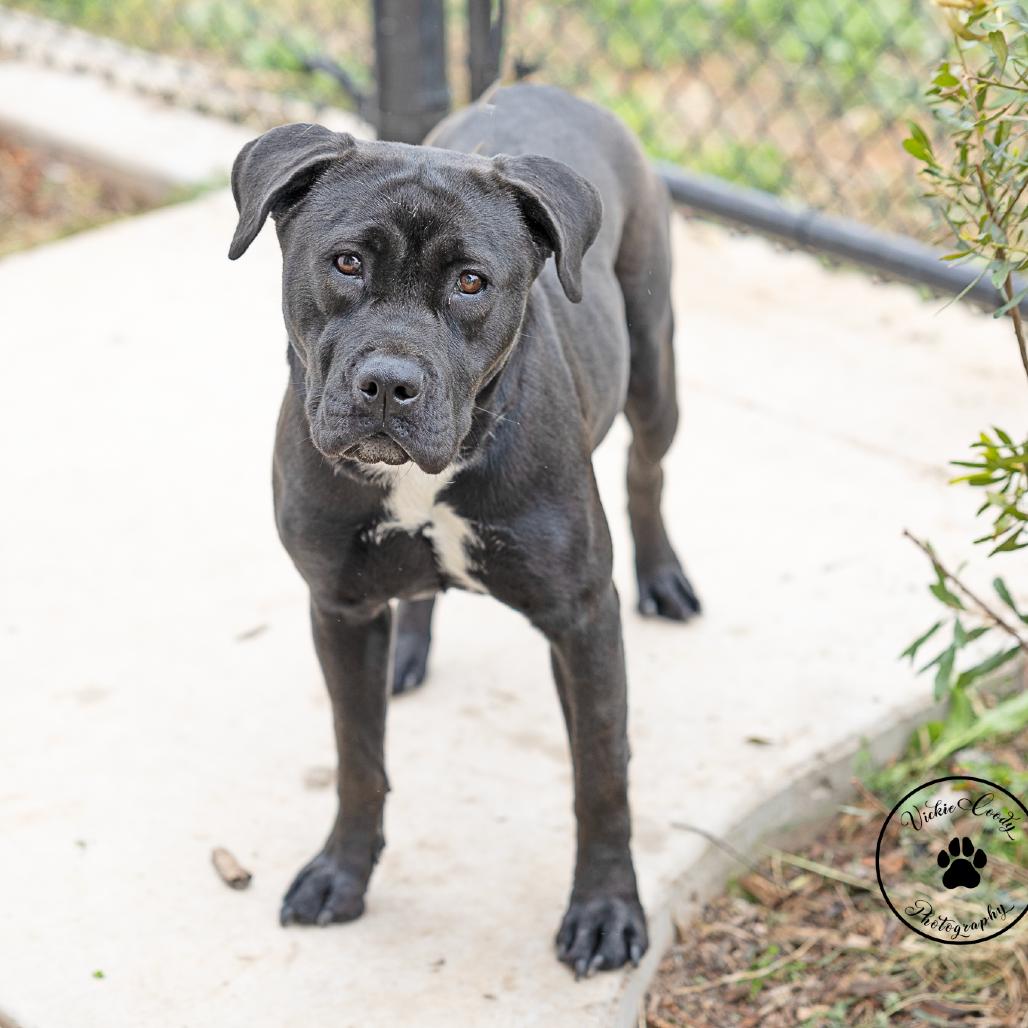 Mocha, Adoptable, Adult Female Mixed Breed.