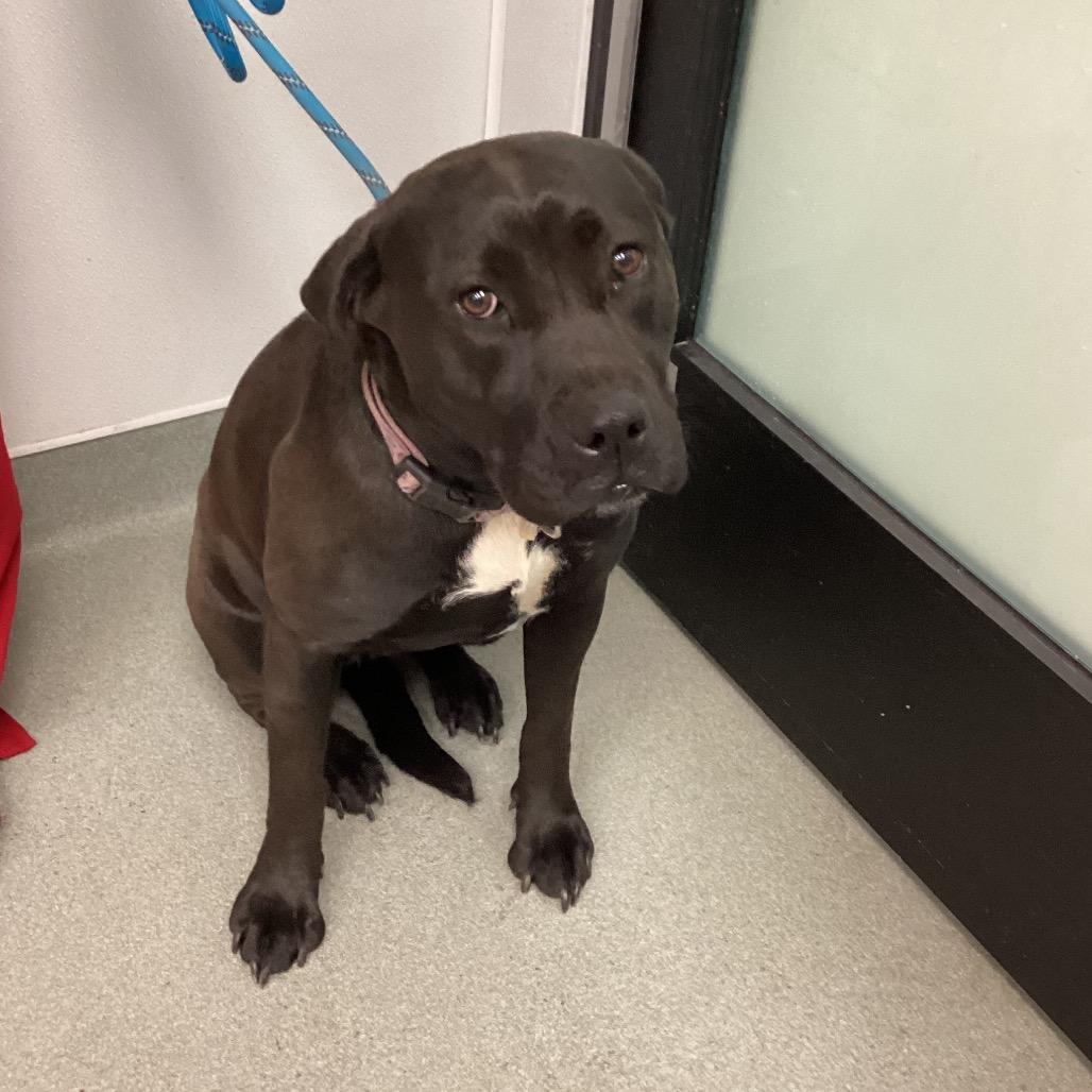 Enlarge Mocha, a Adoptable Mixed Breed in Abilene, TX image 2/3