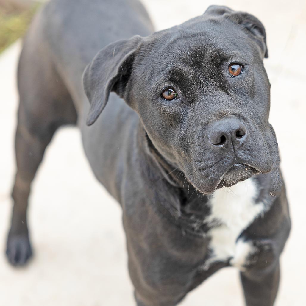 Enlarge Mocha, a Adoptable Mixed Breed in Abilene, TX image 3/3