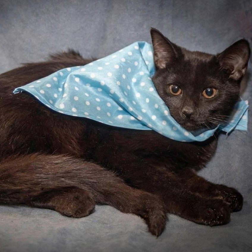 Nick, Adoptable, Kitten Male Bombay.
