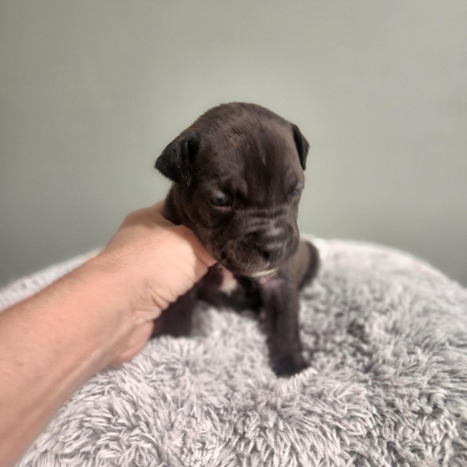Enlarge Winnie, a Adoptable mixed breed in Brentwood, CA image 2/2