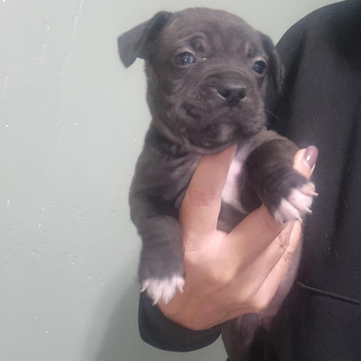 Winnie, Adoptable, Puppy Female Pit Bull Terrier.