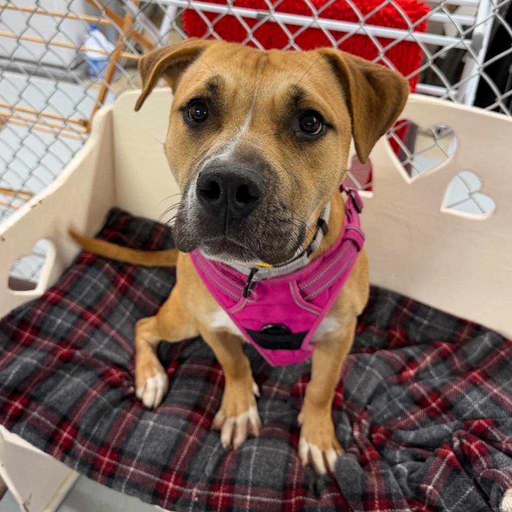 Enlarge Cindy Lou, a Adoptable mixed breed in Middleburg Heights , OH image 3/6