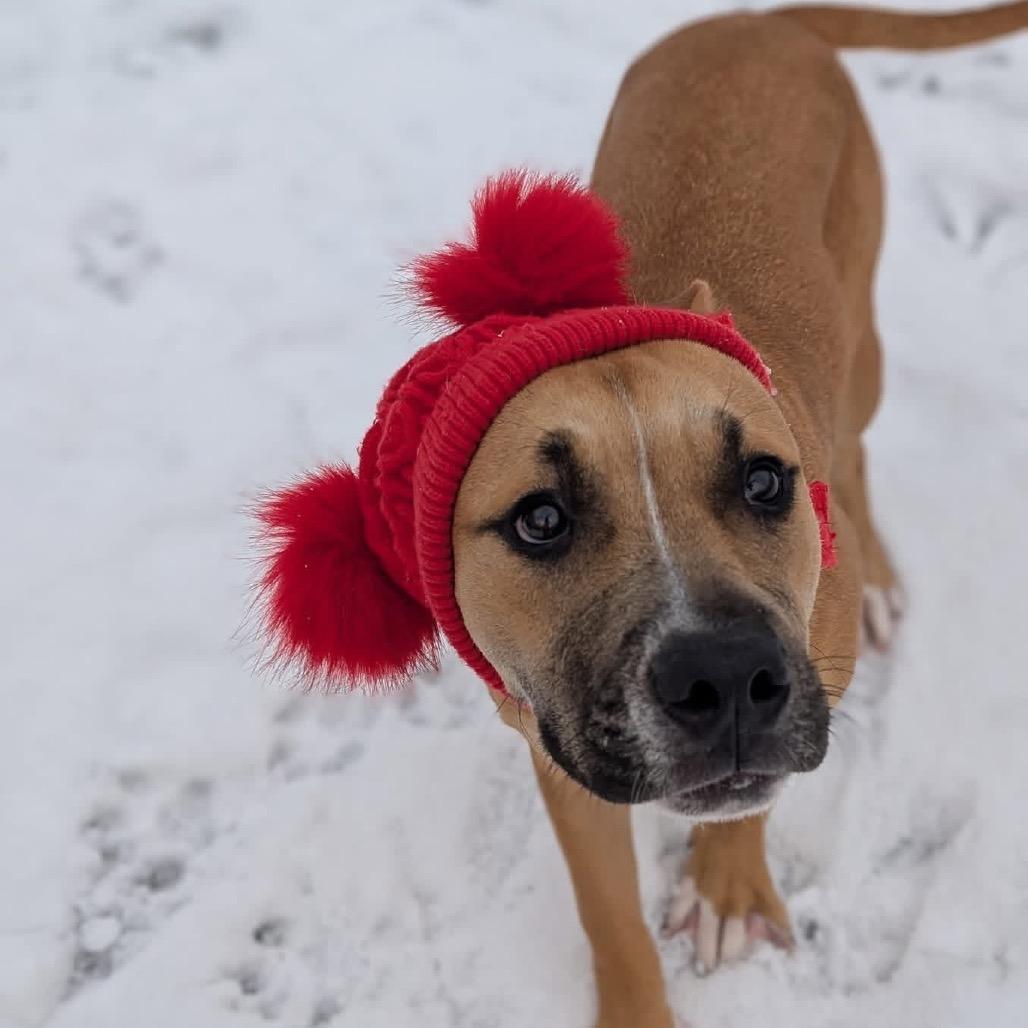 Enlarge Cindy Lou, a Adoptable mixed breed in Middleburg Heights , OH image 4/6