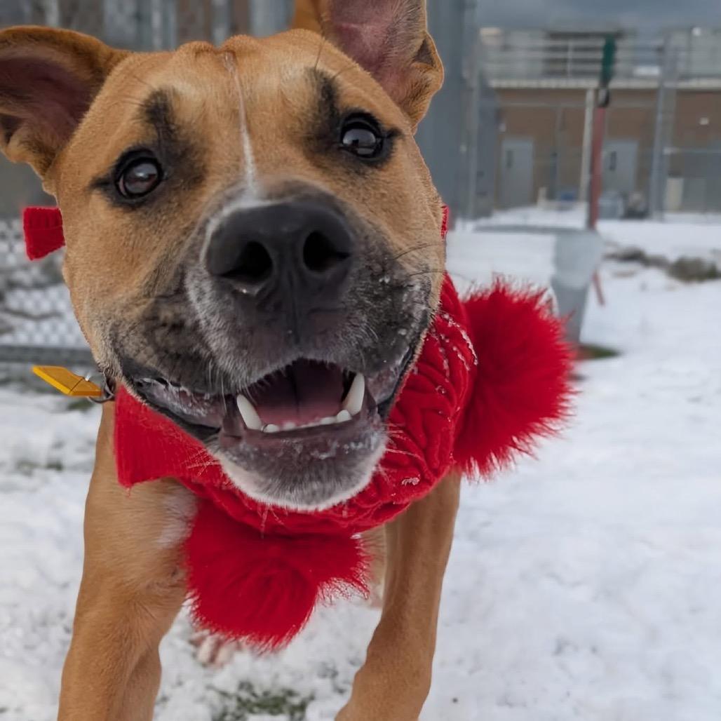 Enlarge Cindy Lou, a Adoptable mixed breed in Middleburg Heights , OH image 5/6