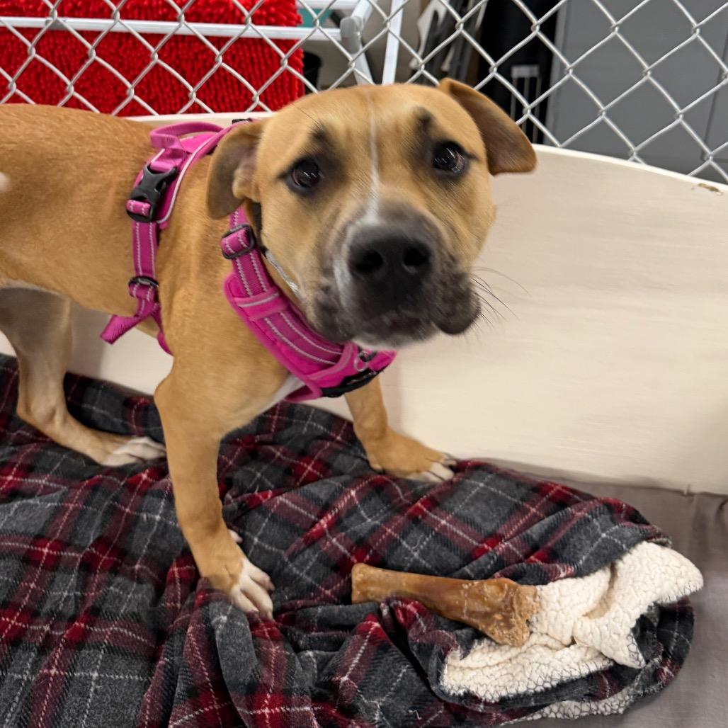 Enlarge Cindy Lou, a Adoptable mixed breed in Middleburg Heights , OH image 6/6