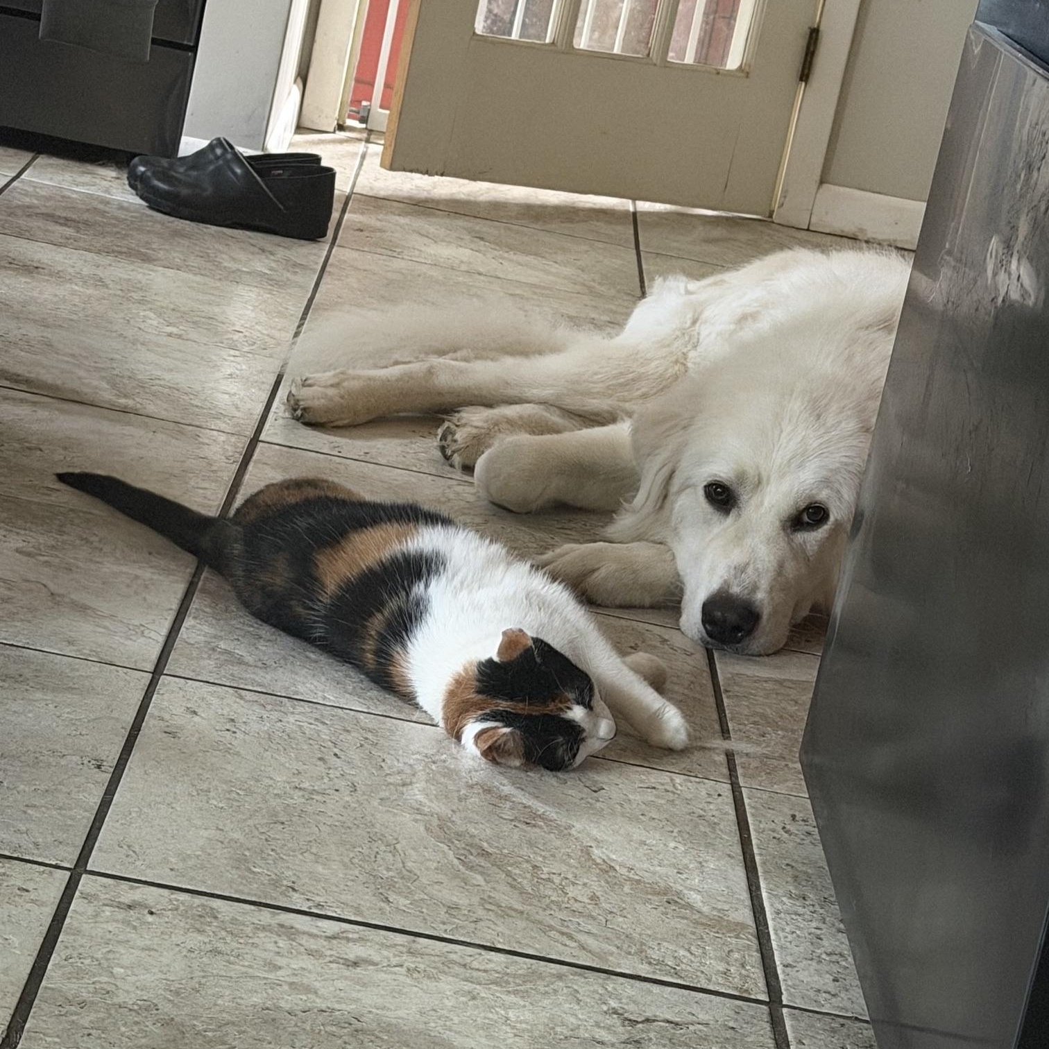 Hank in Western, NY, Adoptable, Young Male Great Pyrenees.