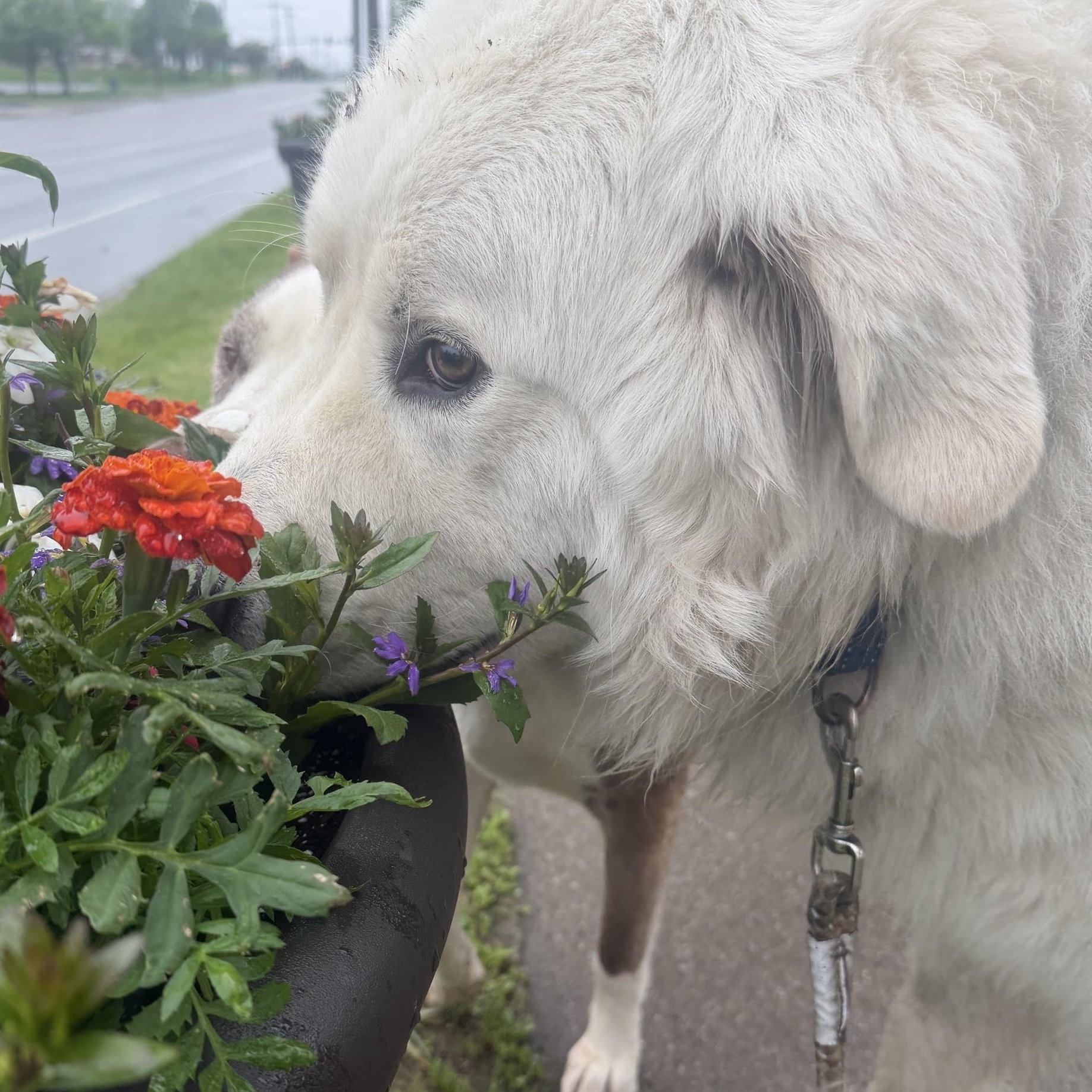 Enlarge Hank in Western, NY, a Adoptable Great Pyrenees in Lee, MA image 5/5