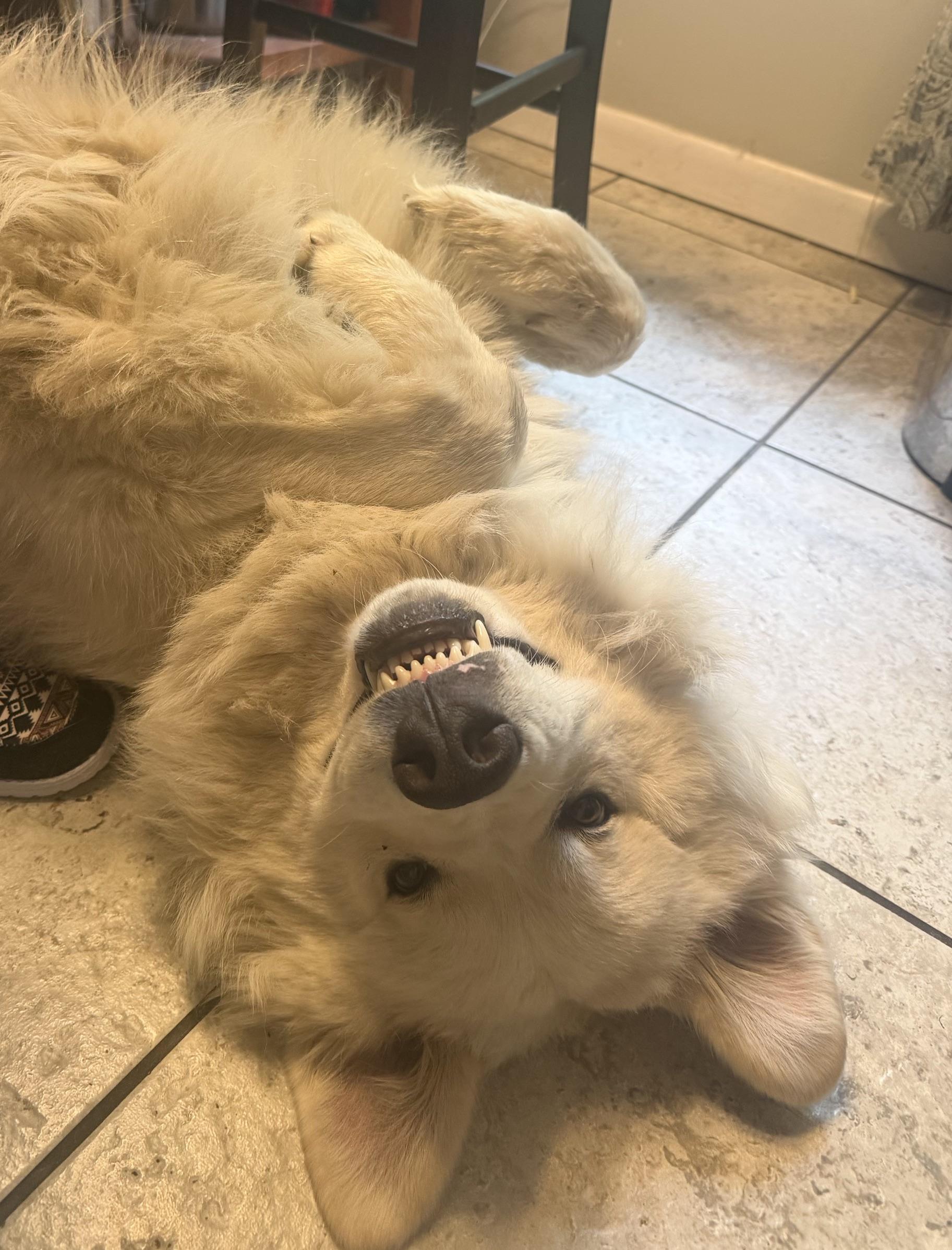 Enlarge Hank in Western, NY, a Adoptable Great Pyrenees in Lee, MA image 4/5