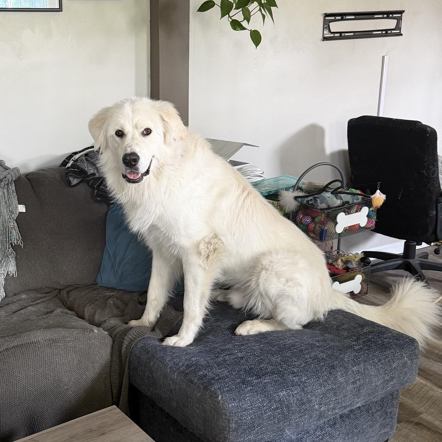 Enlarge Hank in Western, NY, a Adoptable Great Pyrenees in Lee, MA image 3/5
