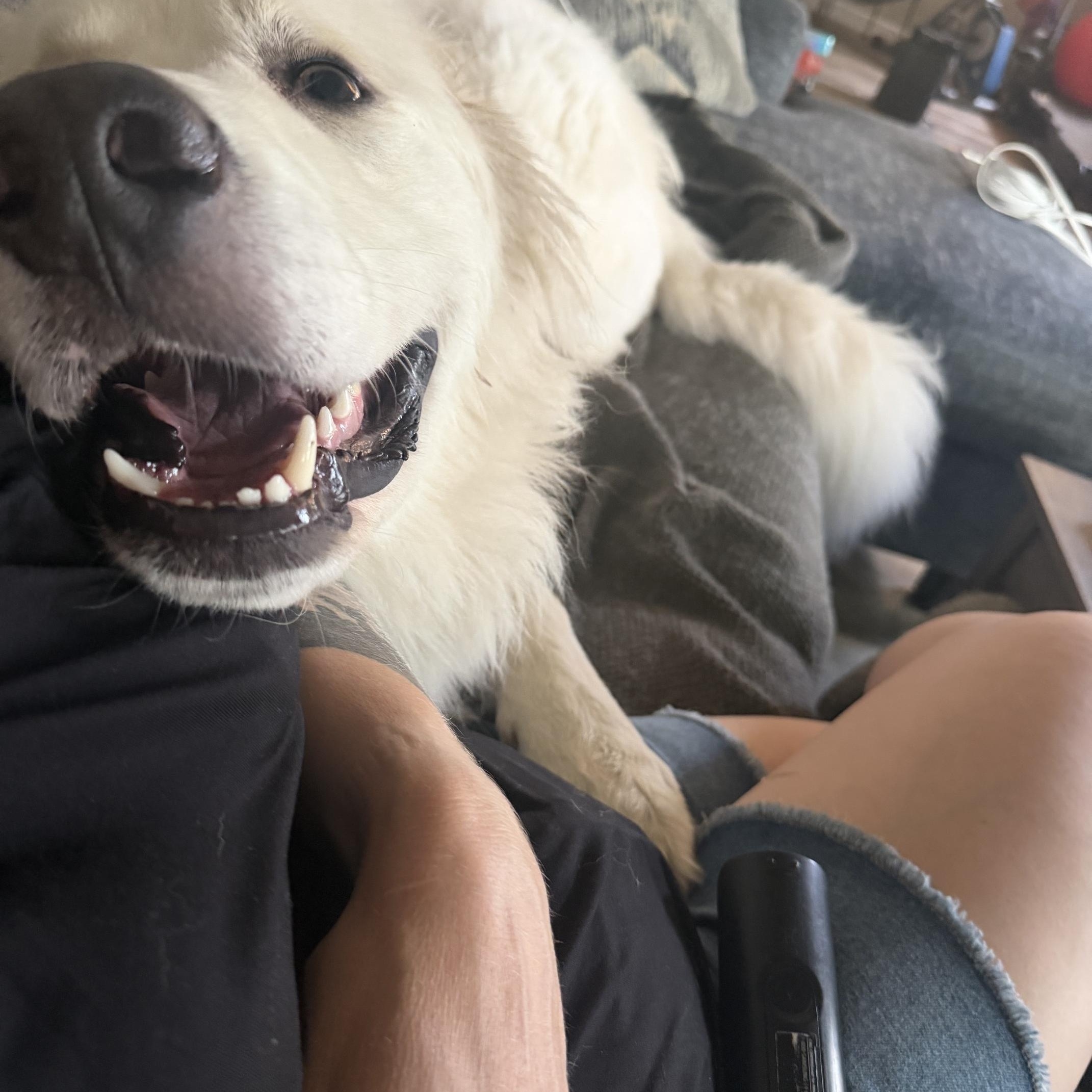 Enlarge Hank in Western, NY, a Adoptable Great Pyrenees in Lee, MA image 2/5