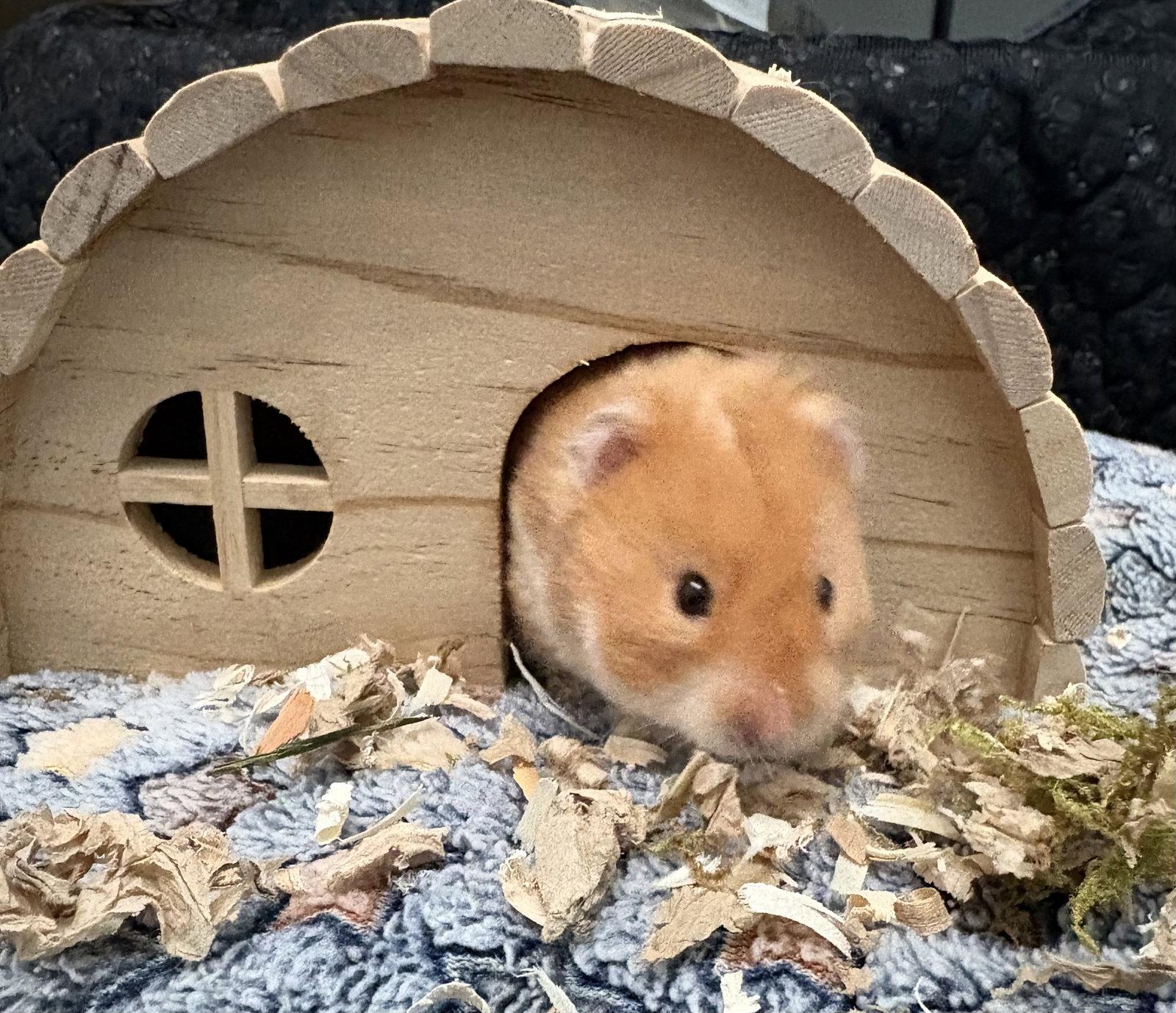 Toast, a Adopted Hamster in Frederick, MD image 1/2