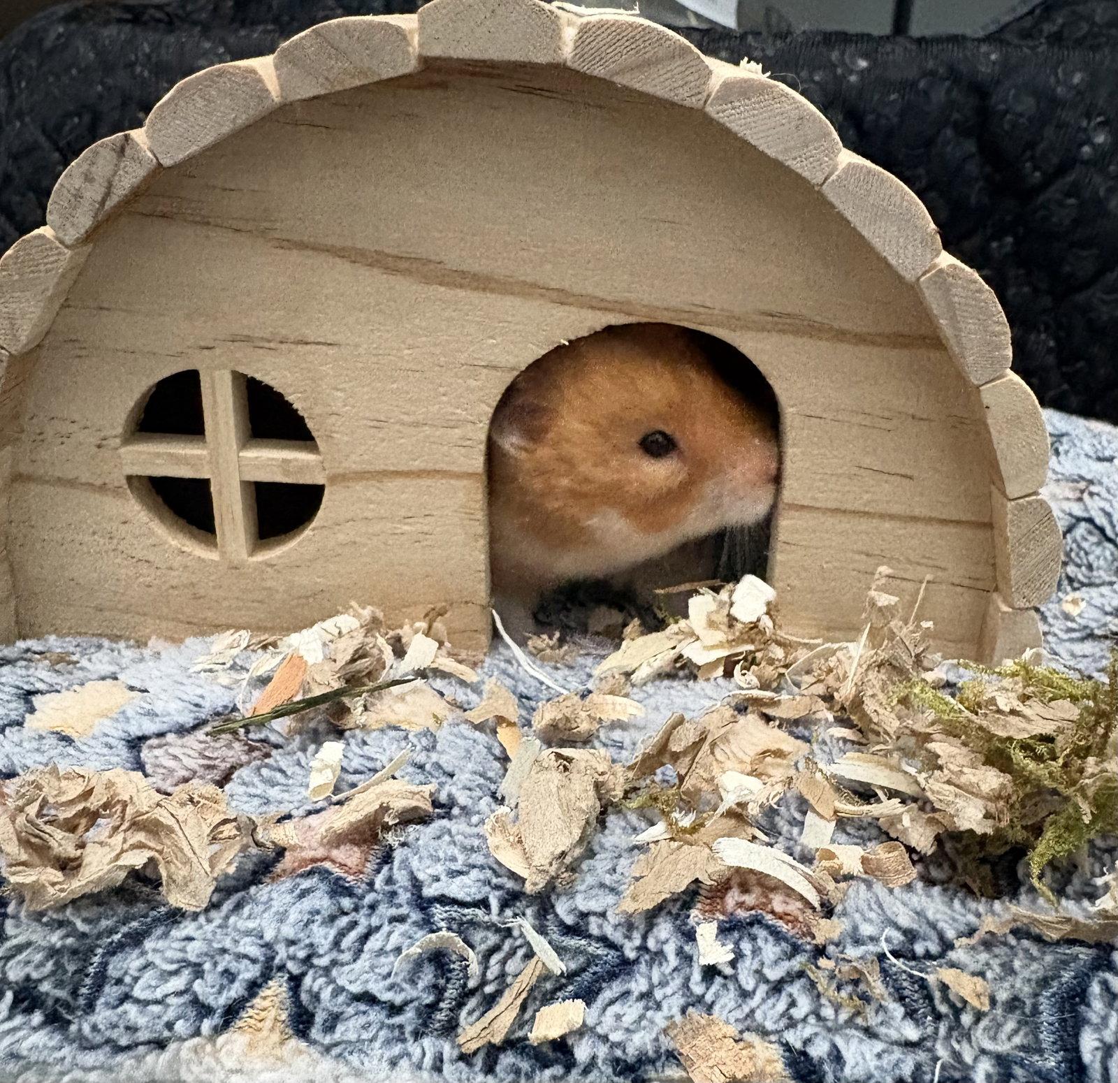 Toast, a Adopted Hamster in Frederick, MD image 2/2