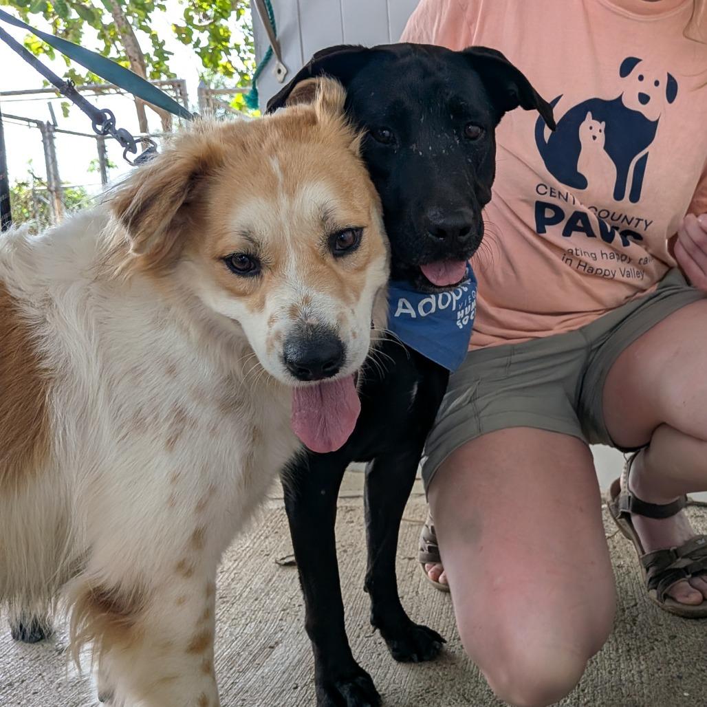 Enlarge Bethoven, a Adoptable mixed breed in Vieques, PR image 1/6