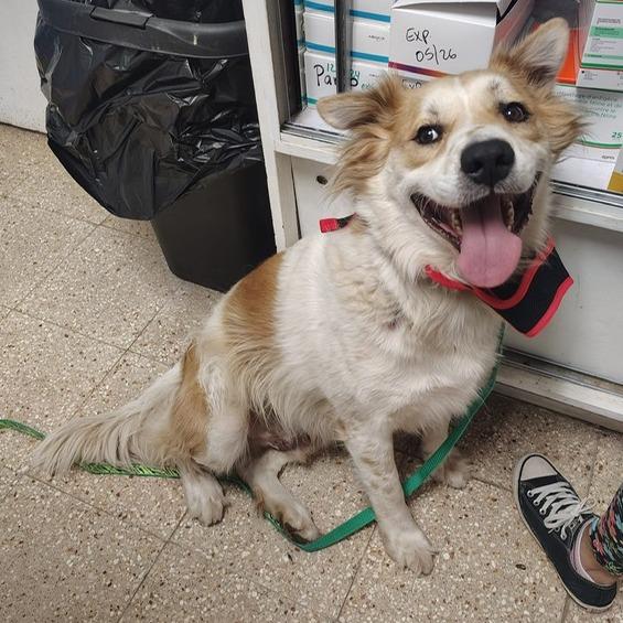 Enlarge Bethoven, a Adoptable mixed breed in Vieques, PR image 2/6