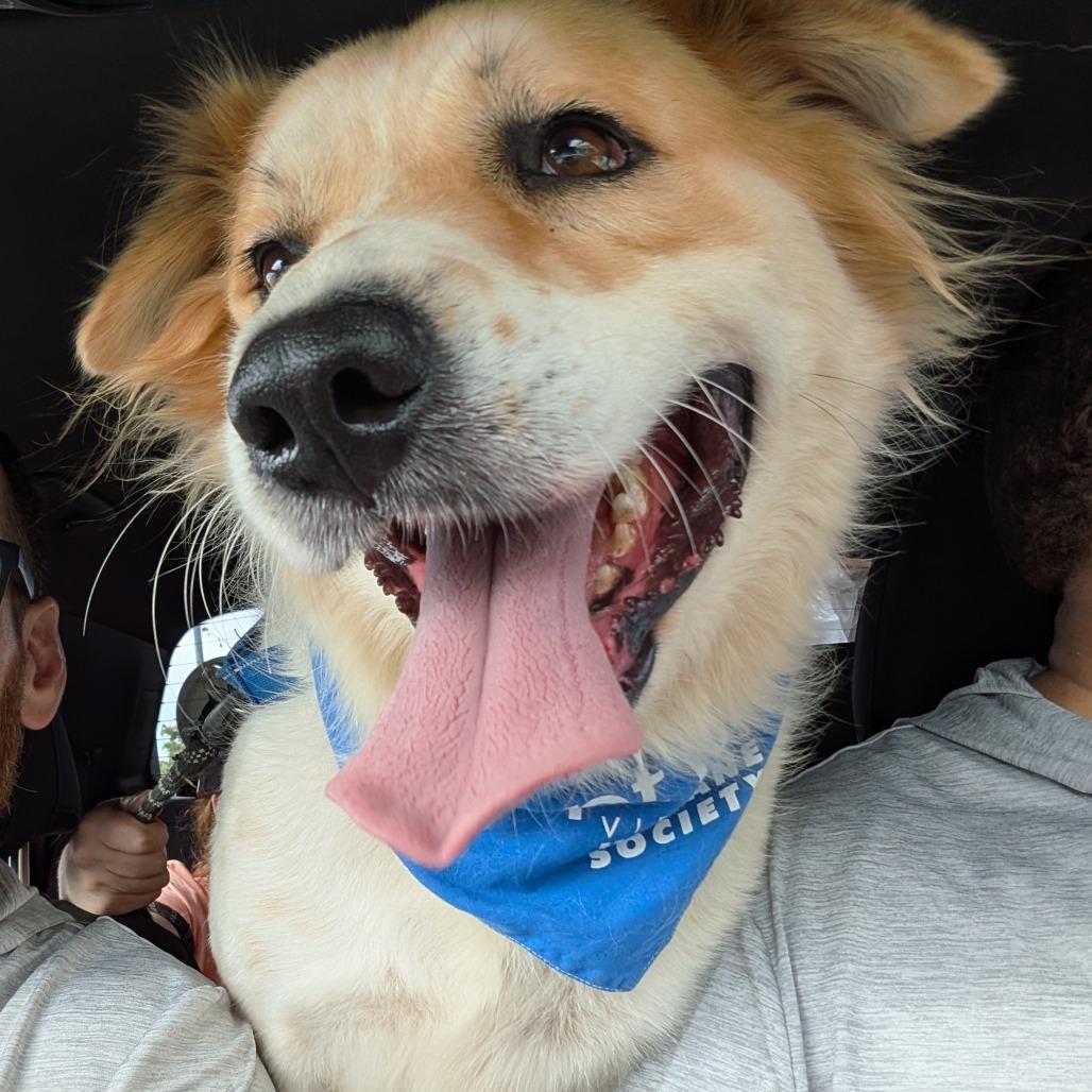 Enlarge Bethoven, a Adoptable mixed breed in Vieques, PR image 3/6