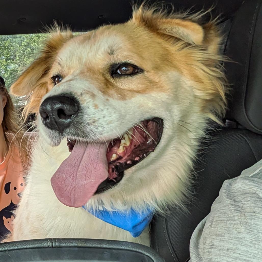 Enlarge Bethoven, a Adoptable mixed breed in Vieques, PR image 4/6