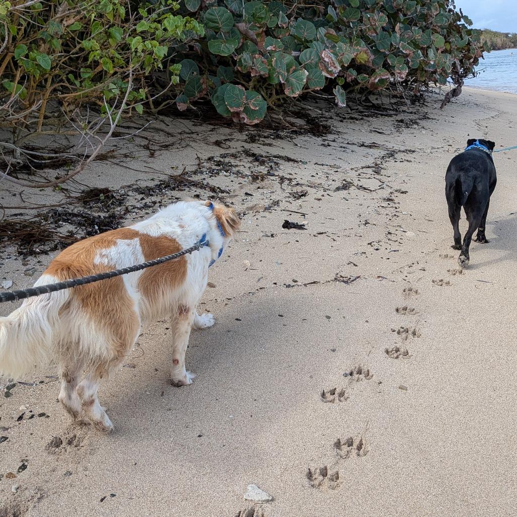 Enlarge Bethoven, a Adoptable mixed breed in Vieques, PR image 5/6