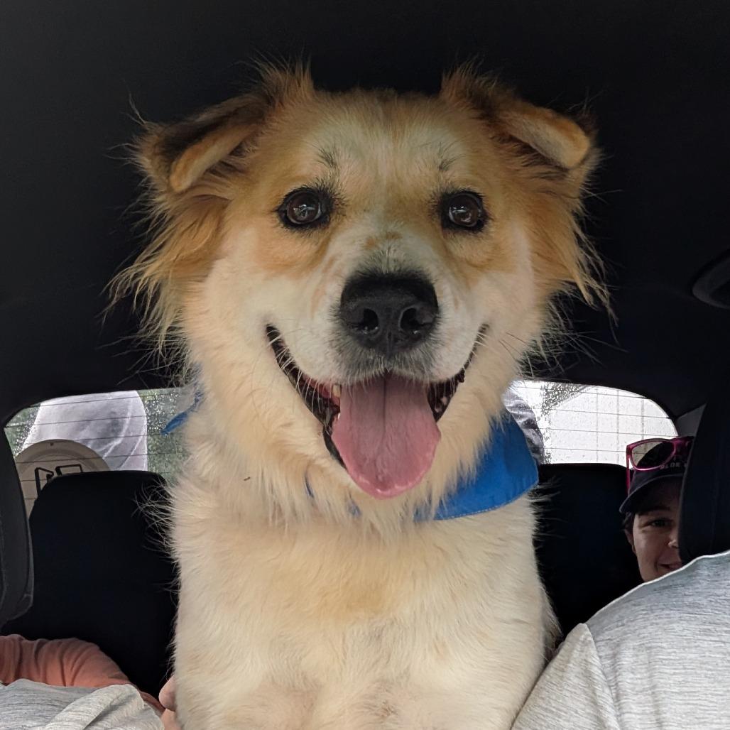 Enlarge Bethoven, a Adoptable mixed breed in Vieques, PR image 6/6