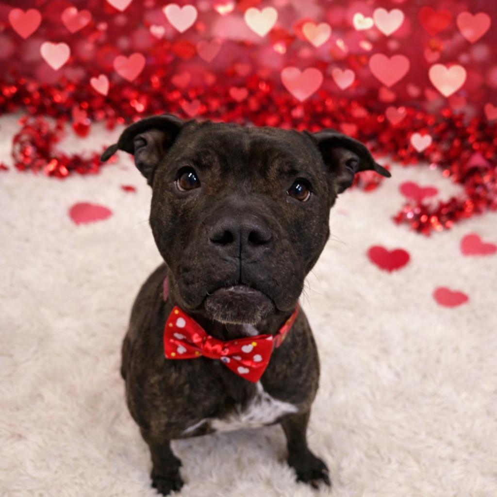 Mary, Adoptable, Adult Female Mixed Breed.