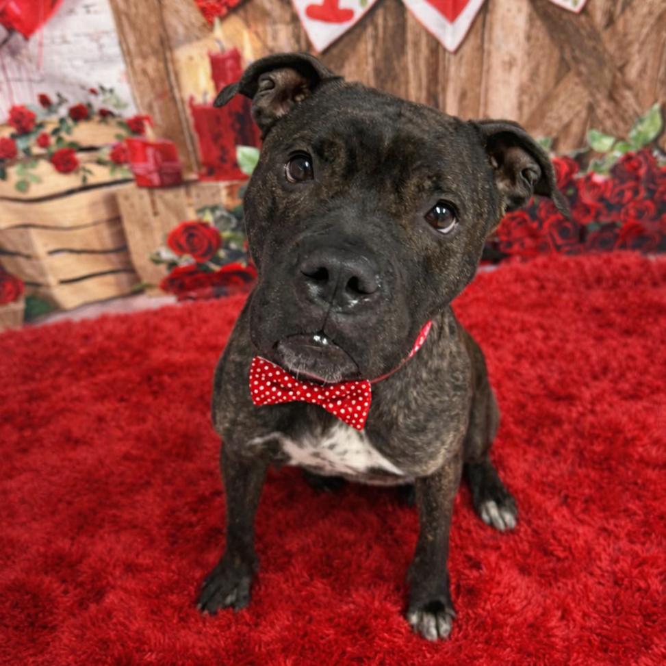 Mary, a Adoptable mixed breed in Binghamton, NY image 2/4